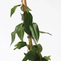 Discount Kaprifolie - Sæt med 2 - Lonicera 'Copper Beauty' - Højde 110-120cm - ⌀17cm Haveplanter