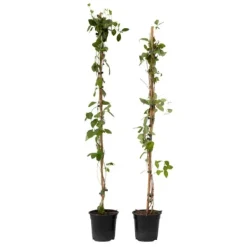 Haveplanter^Kaprifolie - Sæt med 2 - Lonicera Heckrotti 'Beauty' - Højde 110-120cm - ⌀17cm