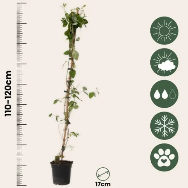 Haveplanter^Kaprifolie - Sæt med 2 - Lonicera Heckrotti 'Beauty' - Højde 110-120cm - ⌀17cm