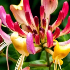 Haveplanter^Kaprifolie - Sæt med 2 - Lonicera Heckrotti 'Beauty' - Højde 110-120cm - ⌀17cm