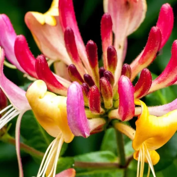 Haveplanter^Kaprifolie - Sæt med 2 - Lonicera Heckrotti 'Beauty' - Højde 110-120cm - ⌀17cm