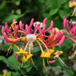 Haveplanter^Kaprifolie - Sæt med 2 - Lonicera Heckrotti 'Beauty' - Højde 110-120cm - ⌀17cm