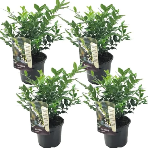 Krukkeplanter Indendørs^Kødbær - Sæt med 4 - Sarcococca 'Confusa' - Højde 30-40cm - ⌀17cm