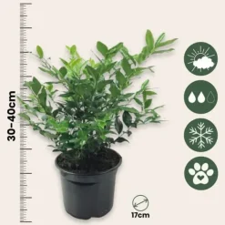 Krukkeplanter Indendørs^Kødbær - Sæt med 4 - Sarcococca 'Confusa' - Højde 30-40cm - ⌀17cm