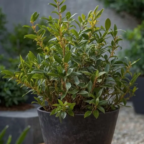Krukkeplanter Indendørs^Kødbær - Sæt med 4 - Sarcococca 'Confusa' - Højde 30-40cm - ⌀17cm