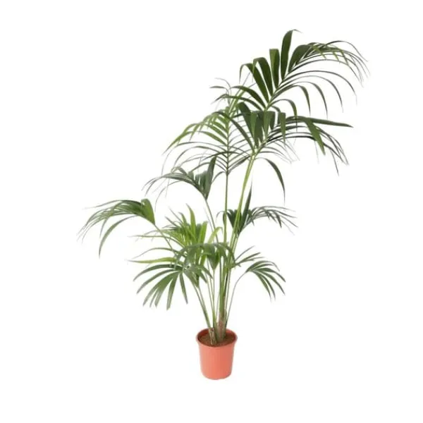 Discount Kentiapalme - Howea forsteriana - Højde 150-170cm - ⌀24cm Krukkeplanter Indendørs