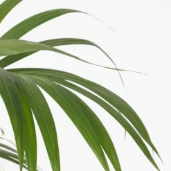Discount Kentiapalme - Howea forsteriana - Højde 150-170cm - ⌀24cm Krukkeplanter Indendørs
