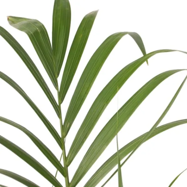 Discount Kentiapalme - Howea forsteriana - Højde 150-170cm - ⌀24cm Krukkeplanter Indendørs