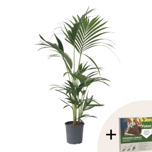 Best Kentiapalme - Howea forsteriana - Højde 90-100cm - ⌀18cm Krukkeplanter Indendørs