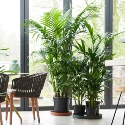 Best Kentiapalme - Howea forsteriana - Højde 90-100cm - ⌀18cm Krukkeplanter Indendørs