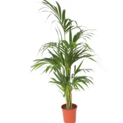 Hot Kentiapalme - Howea forsteriana - Højde 130-140cm - ⌀21cm Krukkeplanter Indendørs