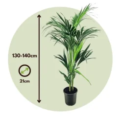 Hot Kentiapalme - Howea forsteriana - Højde 130-140cm - ⌀21cm Krukkeplanter Indendørs