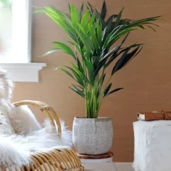 Hot Kentiapalme - Howea forsteriana - Højde 130-140cm - ⌀21cm Krukkeplanter Indendørs