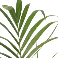 Hot Kentiapalme - Howea forsteriana - Højde 130-140cm - ⌀21cm Krukkeplanter Indendørs