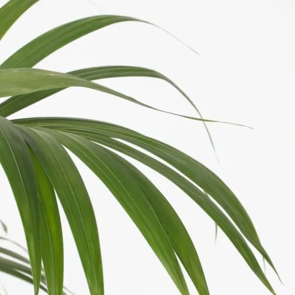 Hot Kentiapalme - Howea forsteriana - Højde 130-140cm - ⌀21cm Krukkeplanter Indendørs