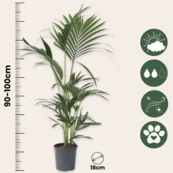 Krukkeplanter Indendørs^Kentiapalme - Howea forsteriana - Højde 90-100cm - ⌀18cm