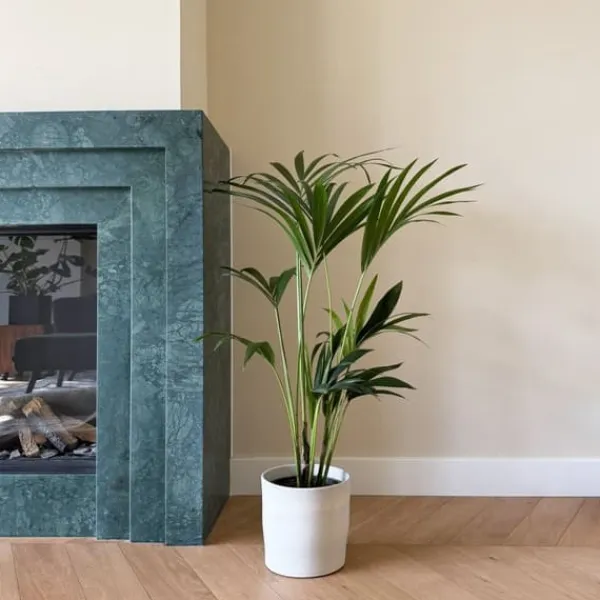 Krukkeplanter Indendørs^Kentiapalme - Howea forsteriana - Højde 90-100cm - ⌀18cm
