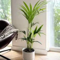 Krukkeplanter Indendørs^Kentiapalme - Howea forsteriana - Højde 90-100cm - ⌀18cm