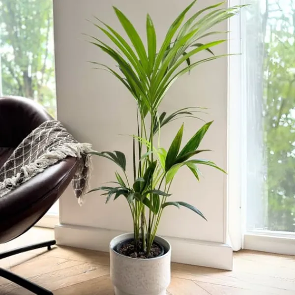 Krukkeplanter Indendørs^Kentiapalme - Howea forsteriana - Højde 90-100cm - ⌀18cm