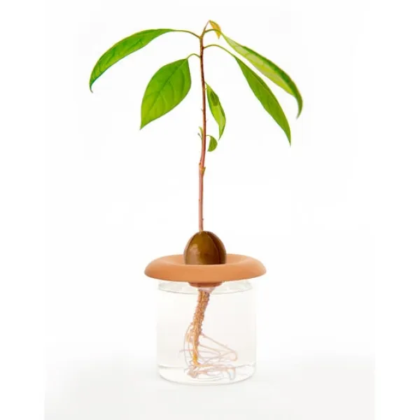 Clearance Kikkerland Terracotta - Frøspirer (CD535) Kit Til Plante- & Urtedyrkning