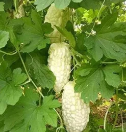 Frø^Kinesiske bittermelon hvide perlefrø til hjemmehave 10+ stk.