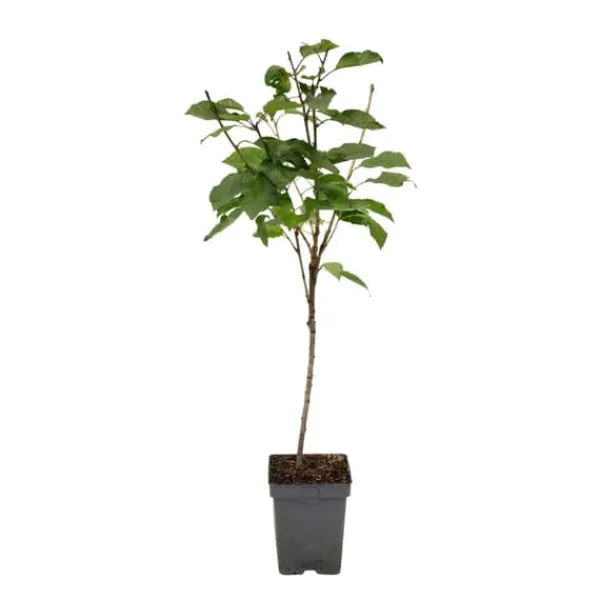 Træ^Kirsebærtræ - Prunus avium 'Stella' - Søde kirsebær - H.90-110cm - ⌀23cm