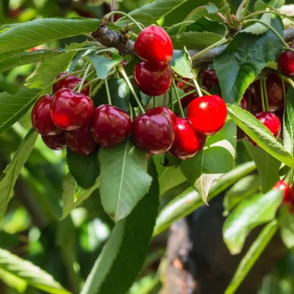 Træ^Kirsebærtræ - Prunus avium 'Stella' - Søde kirsebær - H.90-110cm - ⌀23cm