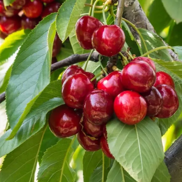 Træ^Kirsebærtræ - Prunus avium 'Stella' - Søde kirsebær - H.90-110cm - ⌀23cm