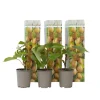 New Kiwi plante - Sæt med 3 - Actinidia deliciosa 'Jenny' - Højde 20-40cm - ⌀9cm Haveplanter