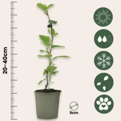 New Kiwi plante - Sæt med 3 - Actinidia deliciosa 'Jenny' - Højde 20-40cm - ⌀9cm Haveplanter