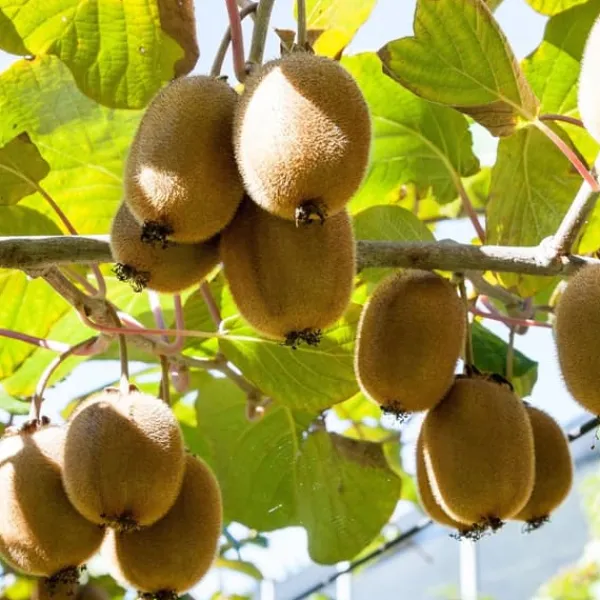 New Kiwi plante - Sæt med 3 - Actinidia deliciosa 'Jenny' - Højde 20-40cm - ⌀9cm Haveplanter