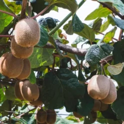 New Kiwi plante - Sæt med 3 - Actinidia deliciosa 'Jenny' - Højde 20-40cm - ⌀9cm Haveplanter