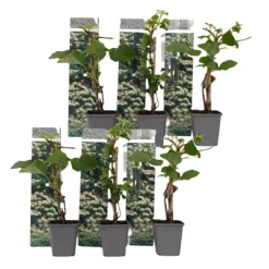 Haveplanter^Klatrehortensia - Sæt 6 - Hydrangea anomale petiolaris - Højde 25-40cm - ⌀9cm