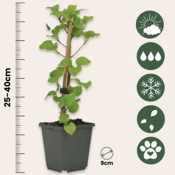 Online Klatrehortensia - Sæt 3 - Hydrangea anomale petiolaris - Højde 25-40cm - ⌀9cm Haveplanter