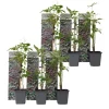 Outlet Klatrevildvin - Sæt med 6 - Parthenocissus quinquefolia - Højde 25-40cm - ⌀9cm Haveplanter