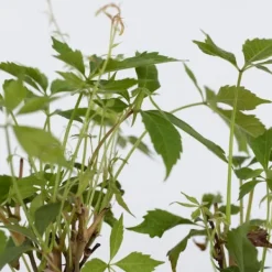 Outlet Klatrevildvin - Sæt med 6 - Parthenocissus quinquefolia - Højde 25-40cm - ⌀9cm Haveplanter
