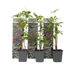 Haveplanter^Klatrevildvin - Sæt med 3 - Parthenocissus quinquefolia - Højde 25-40cm - ⌀9cm