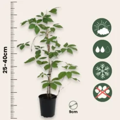 Haveplanter^Klatrevildvin - Sæt med 3 - Parthenocissus quinquefolia - Højde 25-40cm - ⌀9cm