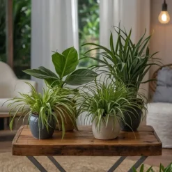 Krukkeplanter Indendørs^Kæledyrsvenlige stueplanter - Sæt 4 - Pet Friendy Mix - Højde 25-40cm - ⌀12cm
