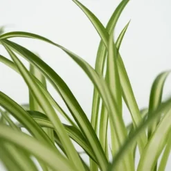 Krukkeplanter Indendørs^Kæledyrsvenlige stueplanter - Sæt 4 - Pet Friendy Mix - Højde 25-40cm - ⌀12cm
