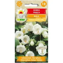 Sale Klokkevin Alba frø - hurtigtvoksende klatreplante med cremehvide blomster Frø