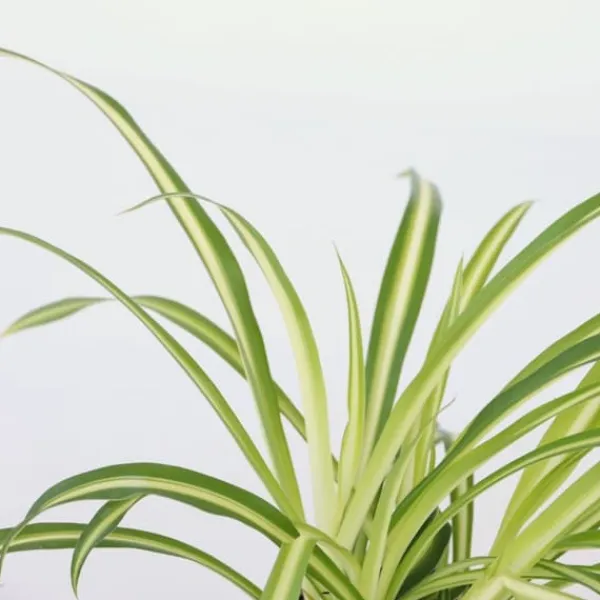 New Klorofytum - Chlorophytum comosum 'Atlantic' - Højde 25-40cm - Pot 12cm Krukkeplanter Indendørs