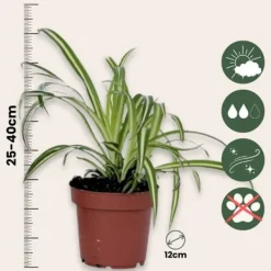Krukkeplanter Indendørs^Klorofytum - Sæt med 3 - Chlorophytum comosum 'Atlantic' - Højde 25-40cm - ⌀12cm