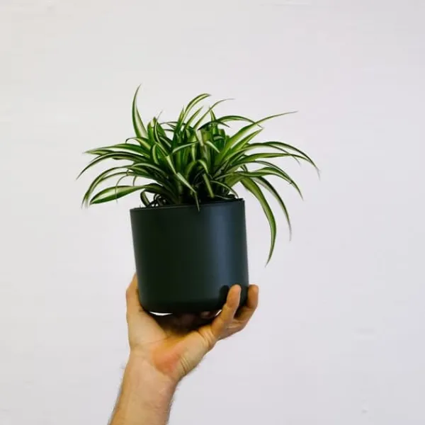 Krukkeplanter Indendørs^Klorofytum - Sæt med 3 - Chlorophytum comosum 'Atlantic' - Højde 25-40cm - ⌀12cm