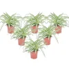 Best Klorofytum - Sæt med 6 - Chlorophytum comosum 'Atlantic' - Højde 25-40cm - ⌀12cm Krukkeplanter Indendørs