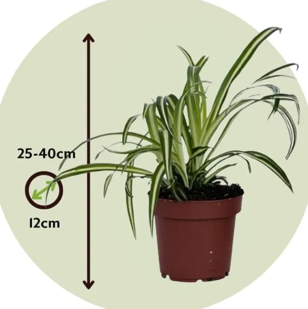 Best Klorofytum - Sæt med 6 - Chlorophytum comosum 'Atlantic' - Højde 25-40cm - ⌀12cm Krukkeplanter Indendørs