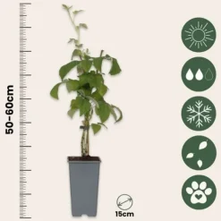 Clearance Kompakt sommerhindbær - Sæt med 2 - Rubus idaeus - Højde 50-60cm - ⌀15cm Buskads