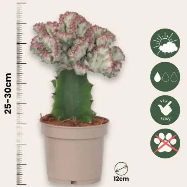 New Koralkaktus - Sæt med 2 - Euphorbia 'Lactea' - Højde 25-30cm - ⌀12cm Krukkeplanter Indendørs