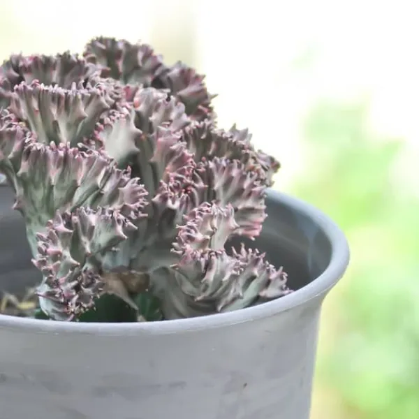 New Koralkaktus - Sæt med 2 - Euphorbia 'Lactea' - Højde 25-30cm - ⌀12cm Krukkeplanter Indendørs