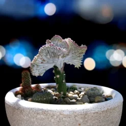 New Koralkaktus - Sæt med 2 - Euphorbia 'Lactea' - Højde 25-30cm - ⌀12cm Krukkeplanter Indendørs